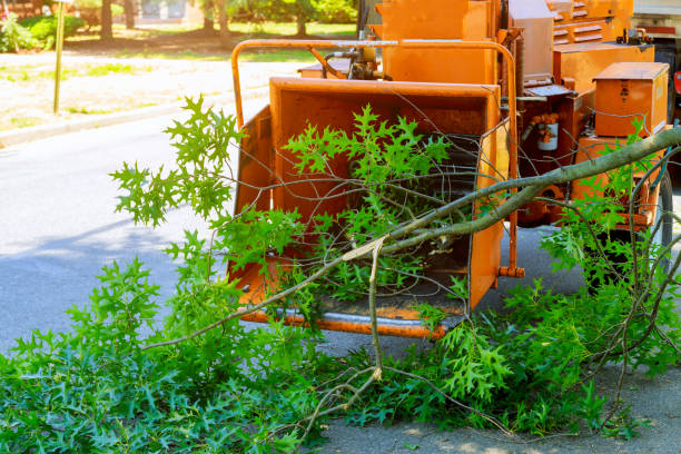 The Steps Involved in Our Tree Care Process in Piney, AR